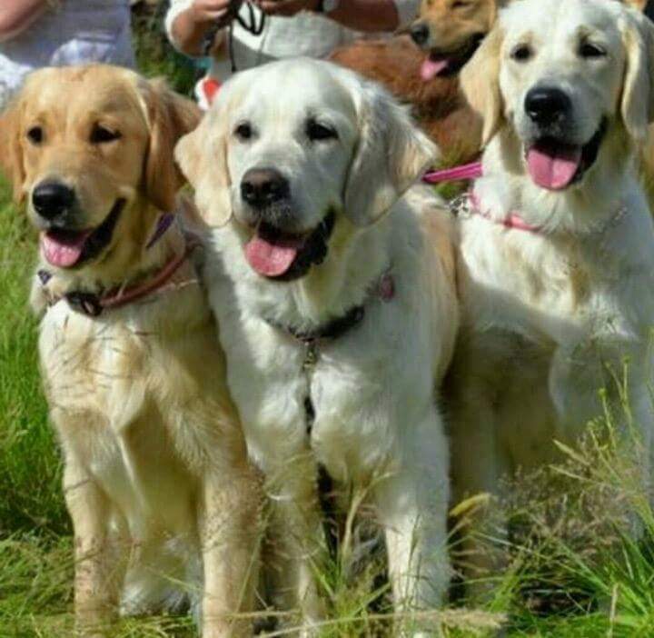 골든리트리버 축제 | 인스티즈