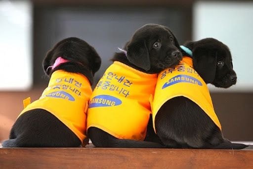 🐶 안내견 공부중입니다! | 인스티즈