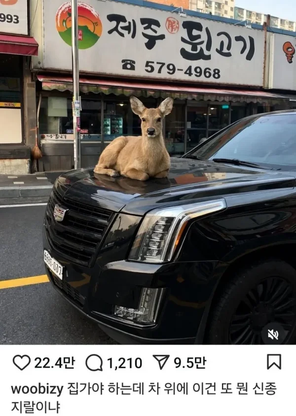 고라니 근황.jpg | 인스티즈