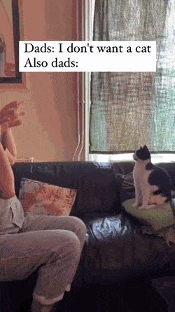 ??? : 고양이 데려오기만 해 | 인스티즈