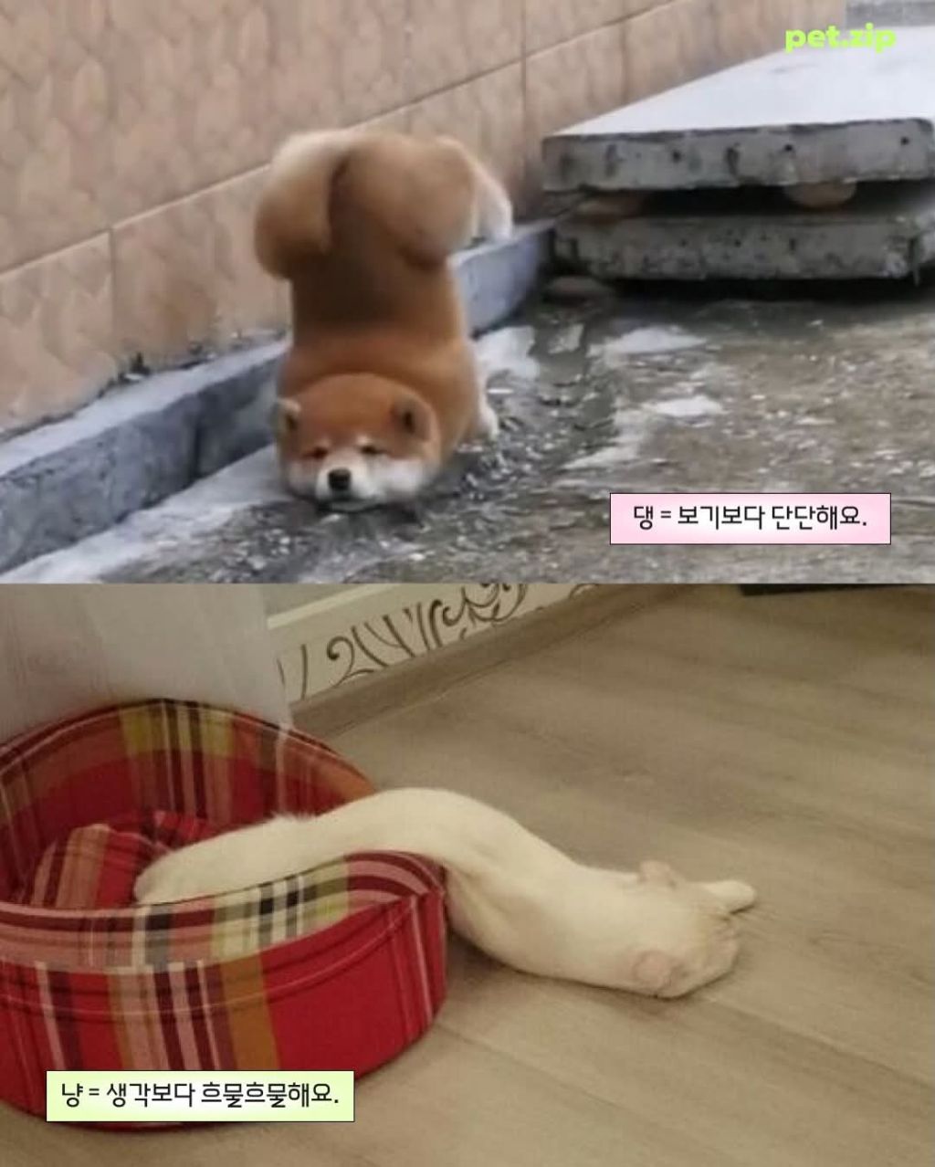 강아지와 고양이 결정적 차이점 | 인스티즈