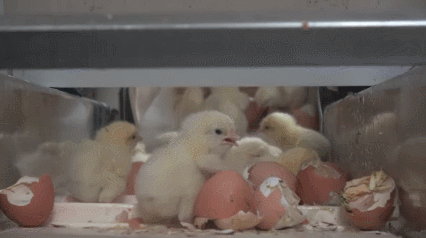 (혐)수컷 병아리의 삶 | 인스티즈