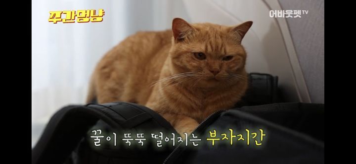 아빠바라기 고양이 | 인스티즈