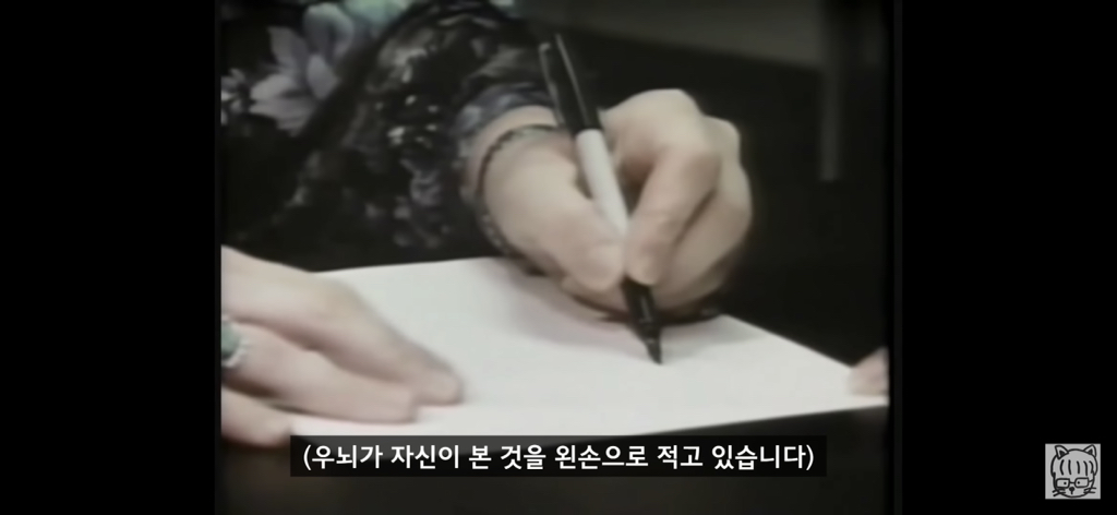 (스압)분리 뇌 실험 | 인스티즈