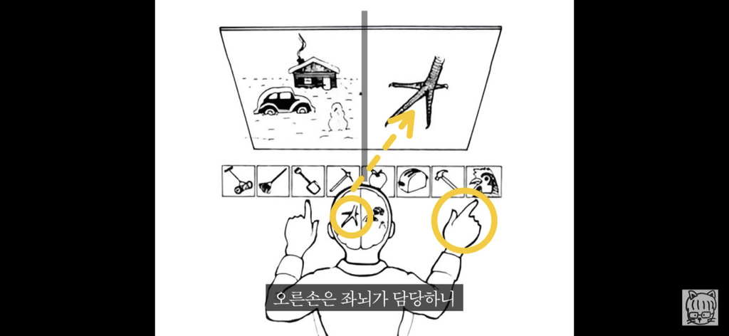 (스압)분리 뇌 실험 | 인스티즈