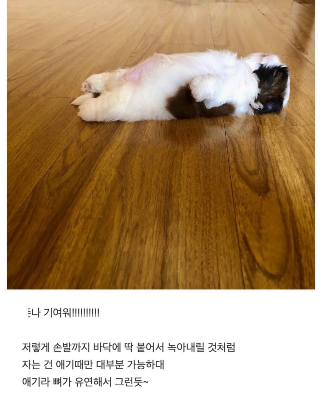 새끼 강아지때만 할수있다는자세 | 인스티즈
