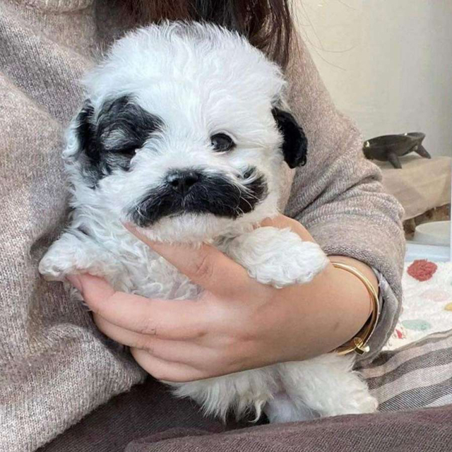 프링글스 댕댕 | 인스티즈