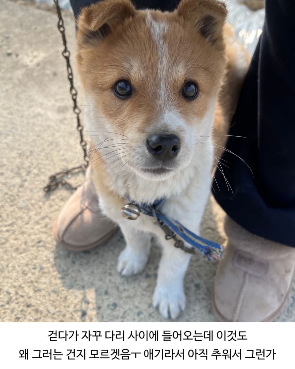 할머니집 시골개 산책시켜줌 | 인스티즈