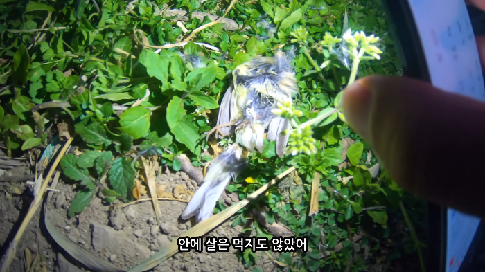 [사진100장스압] 고양이가 자연생태계에 끼치는 심각한 영향 | 인스티즈