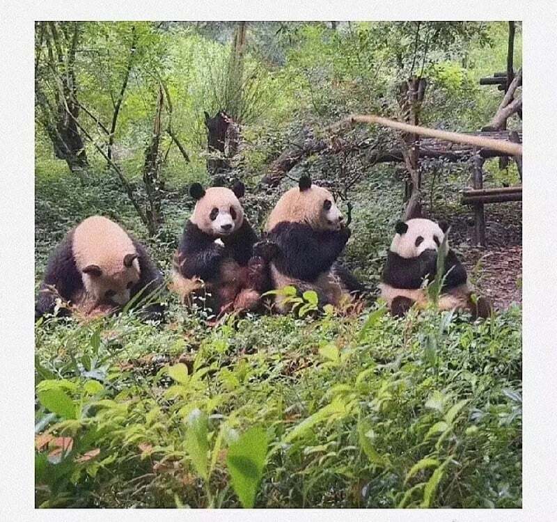 현지에서 인기원탑이라는 아이돌 판다.jpg | 인스티즈