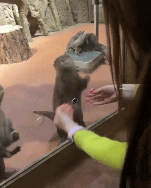 수달 손 만져보기 | 인스티즈