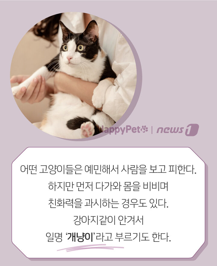 사람 따라다니며 얼굴 비비는 고양이, 왜 그러는 거죠? | 인스티즈