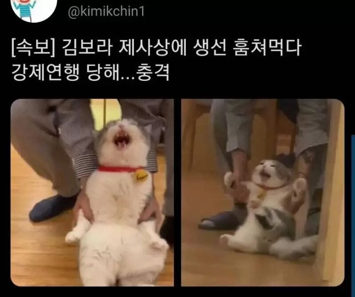 연행당하는 고양이 | 인스티즈