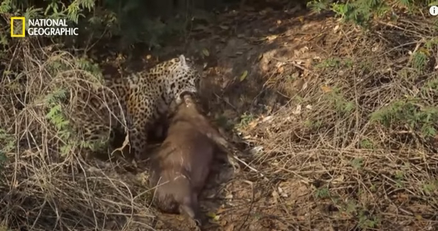 야생 카피바라가 천적인 재규어를 피하는 방법 | 인스티즈