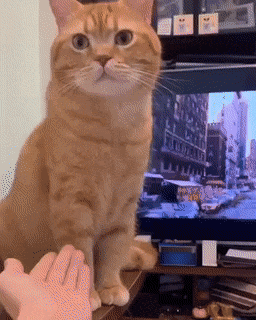 손 달라는 집사 멕이는 고양이.gif | 인스티즈