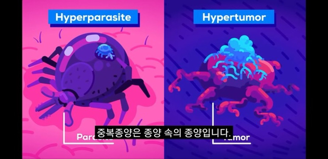 고래나 코끼리가 암으로 죽지 않는 이유 | 인스티즈