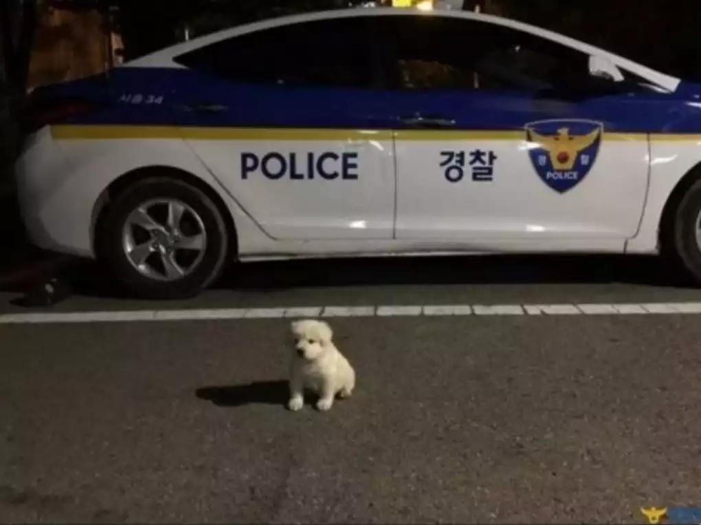 순찰 중 발견된 유기견 성장과정 | 인스티즈