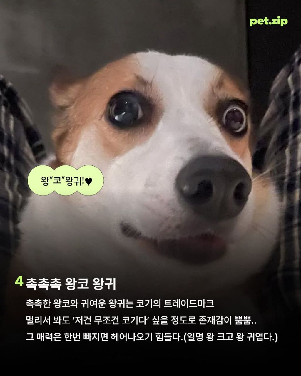 웰시코기가 짱인 이유 | 인스티즈
