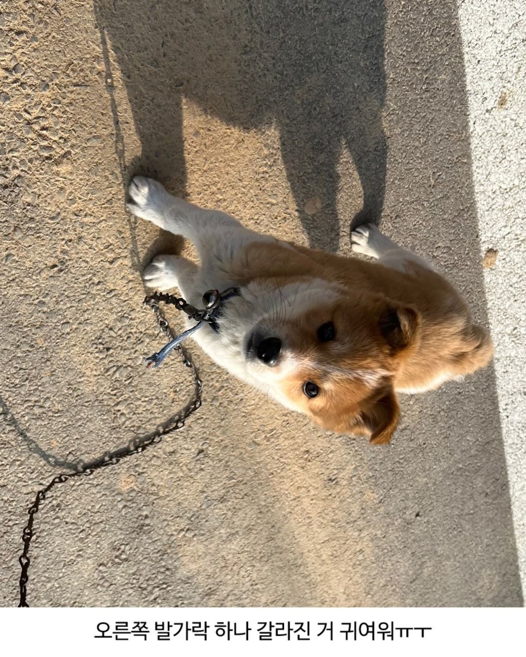 할머니집 시골개 산책시켜줌 | 인스티즈