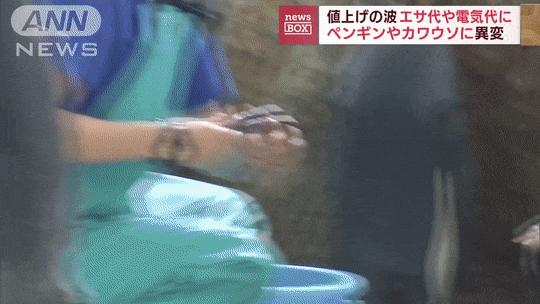 물가 인상 여파를 맞아버린 일본 수족관 근황ㅋㅋㅋㅋㅋㅋ.GIF | 인스티즈