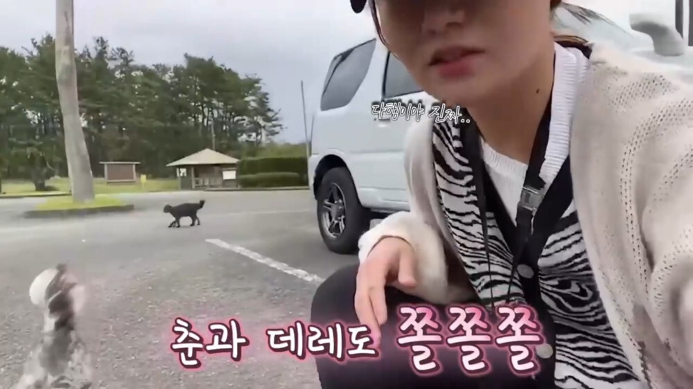 [스압주의] 일본인 캣맘 유튜버 2편 - 3천만원짜리 고양이 집 지음 | 인스티즈