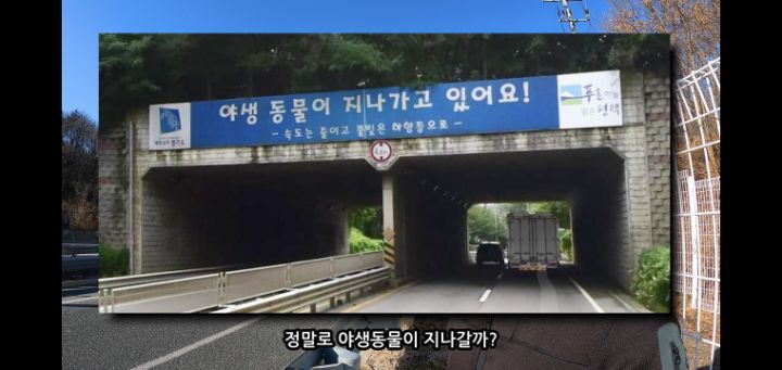 도로 위 야생동물 생태통로를 이용하는 동물들.jpg | 인스티즈