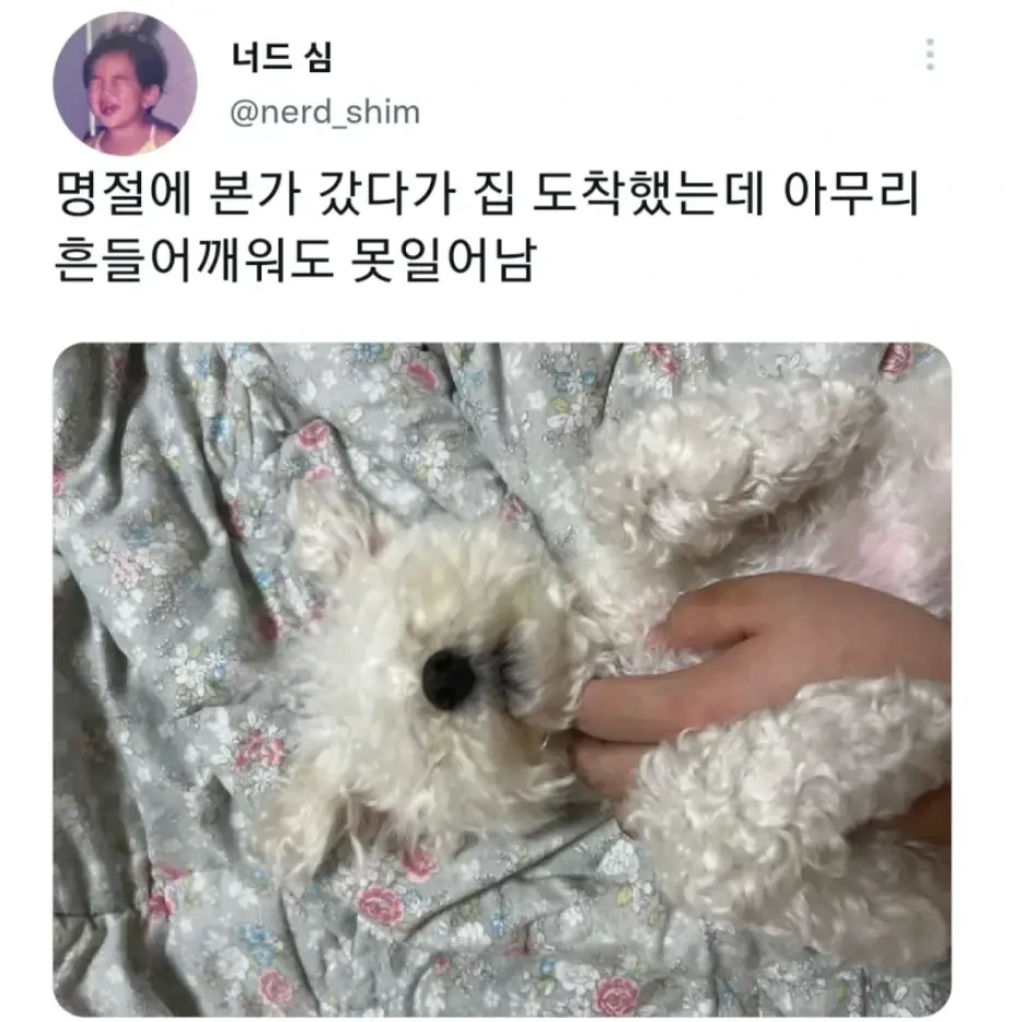 명절 주인보다 먼저 지친 강아지 | 인스티즈