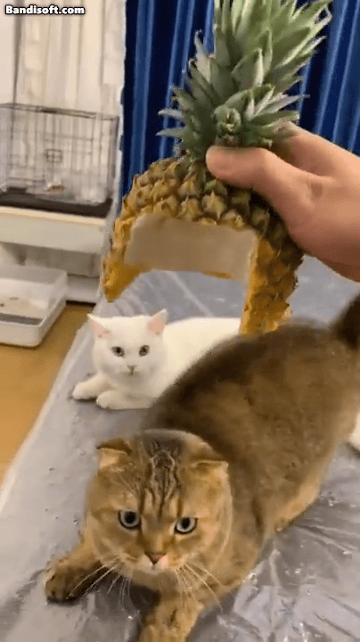 고양이 헬멧...gif | 인스티즈