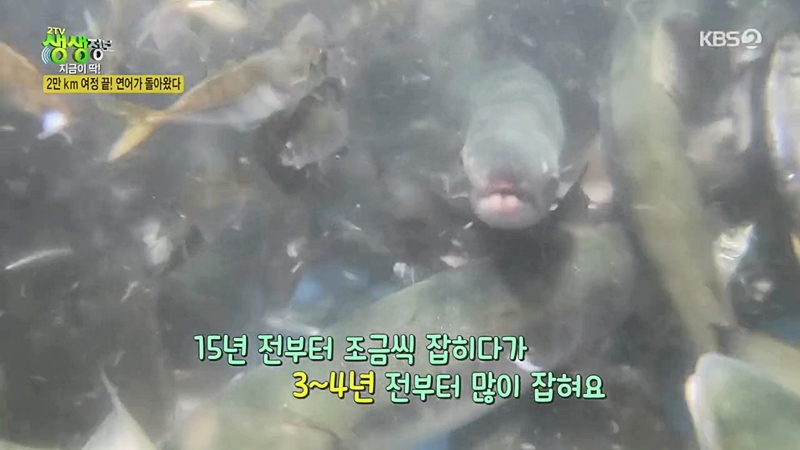 2만km 여정을 끝내고 3~4년 전부터 동해에서 많이 잡힌다는 거..JPG | 인스티즈