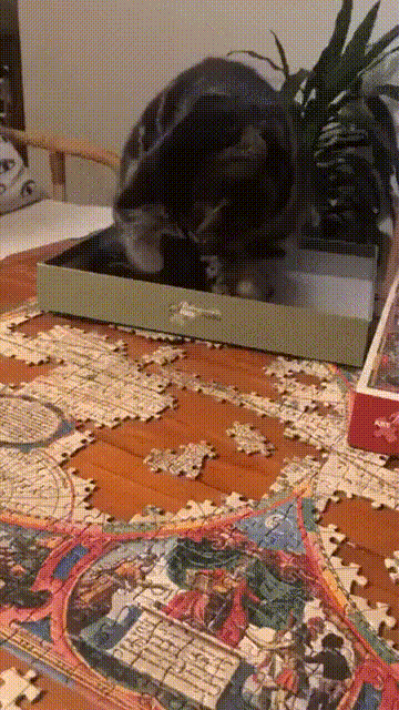 상쾌한 아침을 여는 고양이짤.gif | 인스티즈