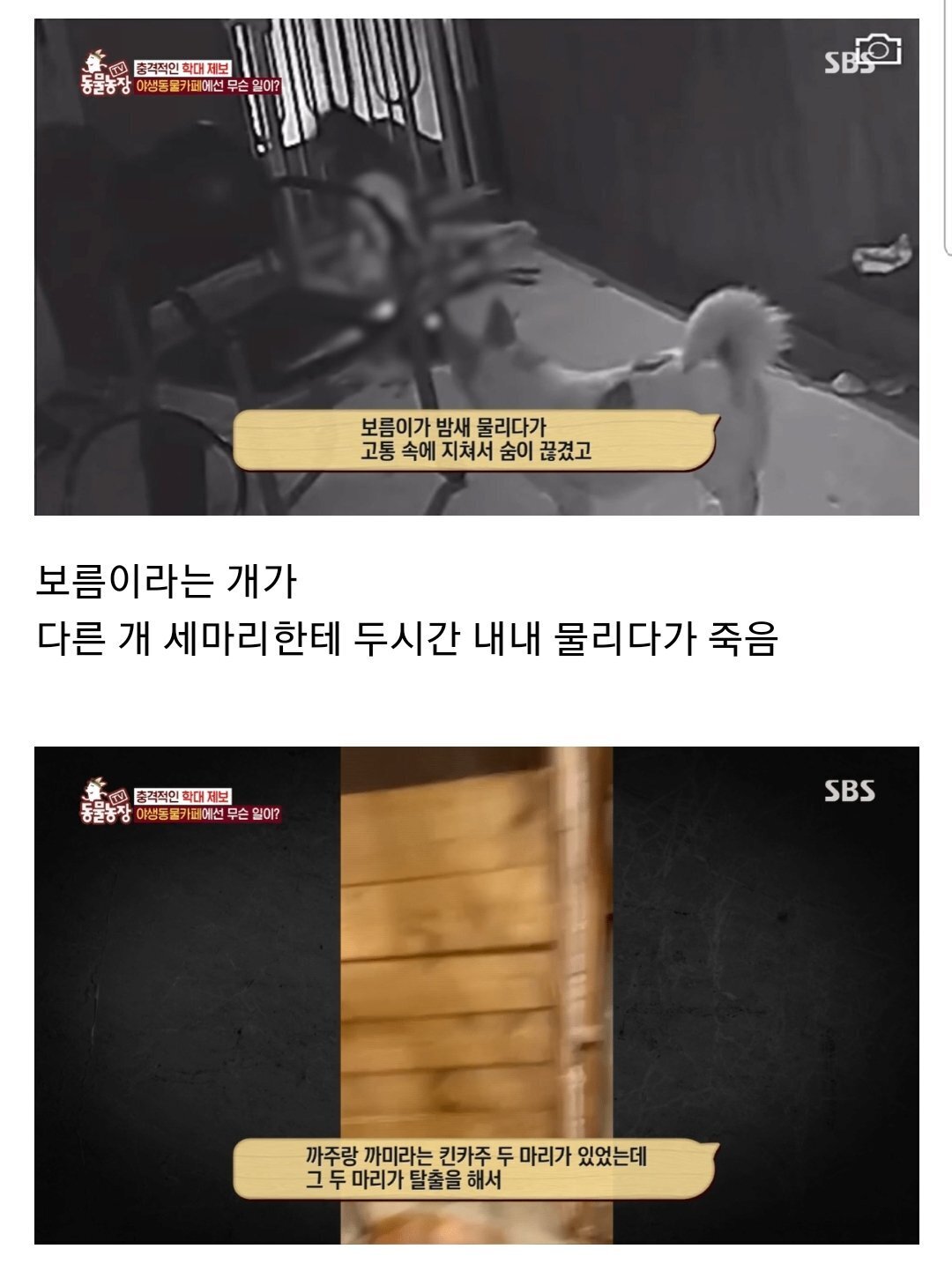 현재 난리난 동물농장에 나온 동물카페 사장.jpg | 인스티즈