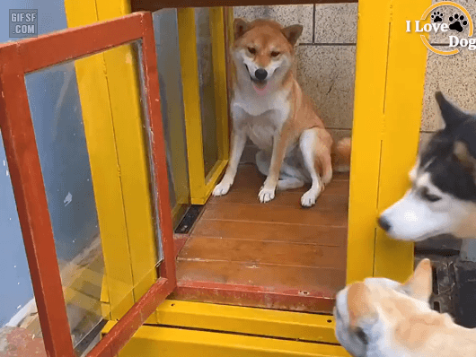 댕댕이들을 위한 미끄럼틀....gif | 인스티즈