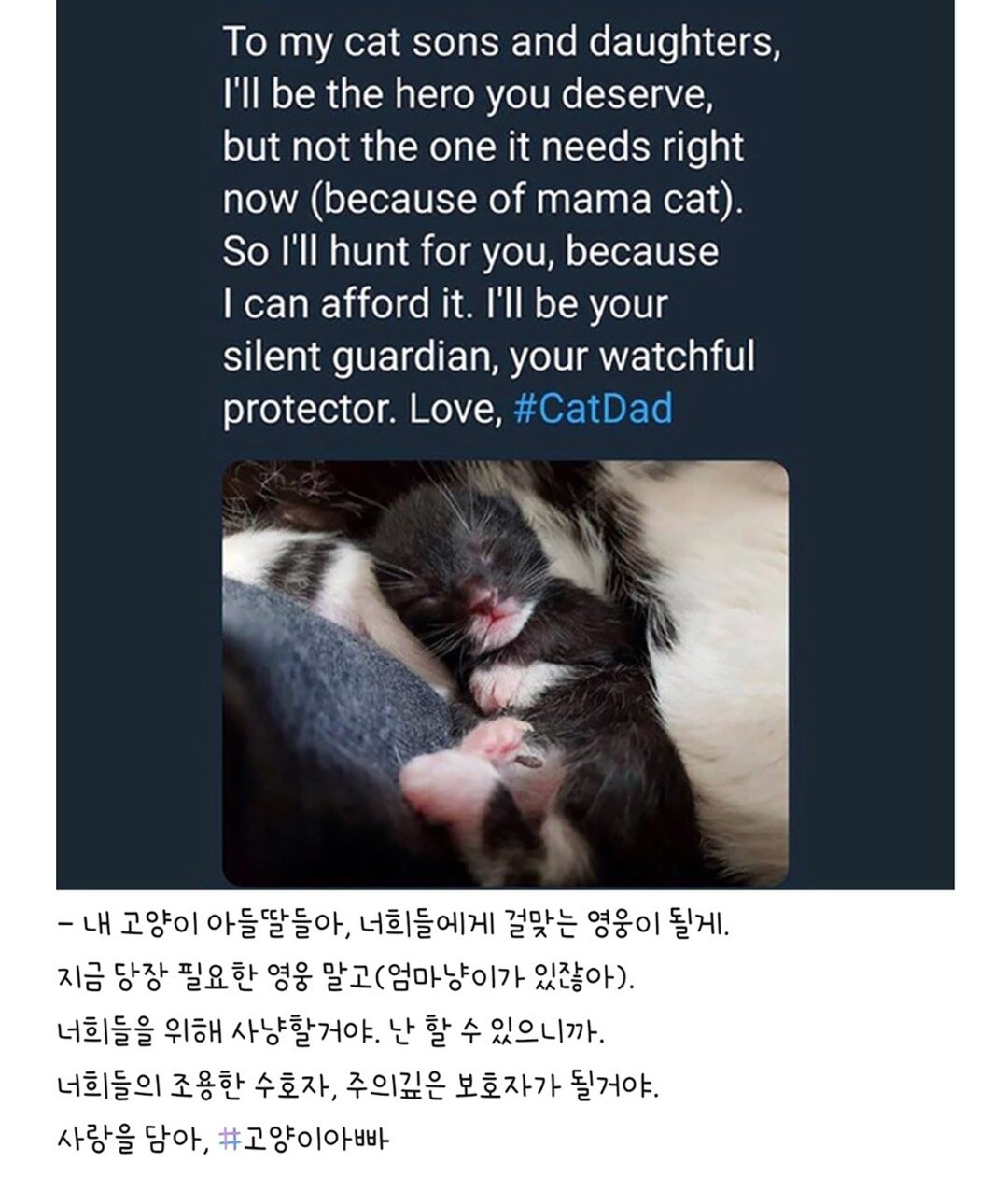 우울증 걸린 사람집에 고양이가 들어옴 | 인스티즈