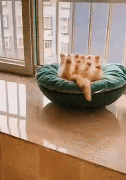 창가에서 자는 아기고양이.gif | 인스티즈