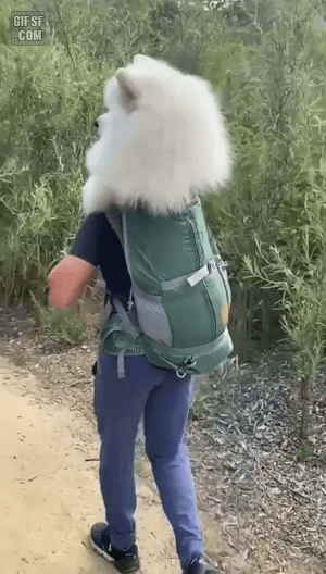 머리만 남은 댕댕이 | 인스티즈