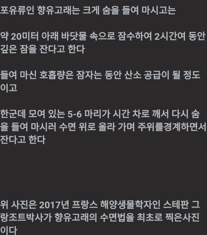 향유고래가 자기전에 하는것 | 인스티즈