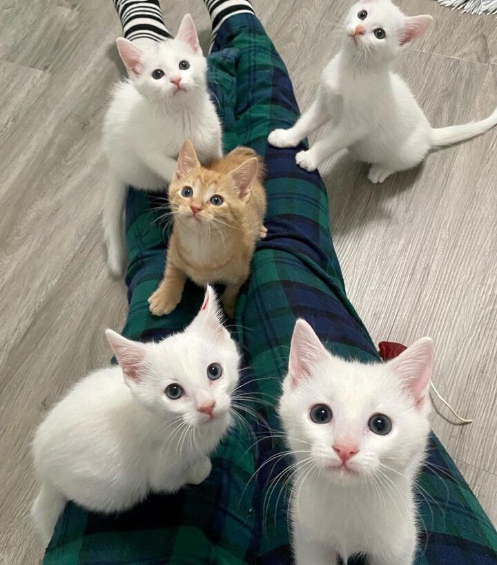 새끼 고양이 .jpg | 인스티즈