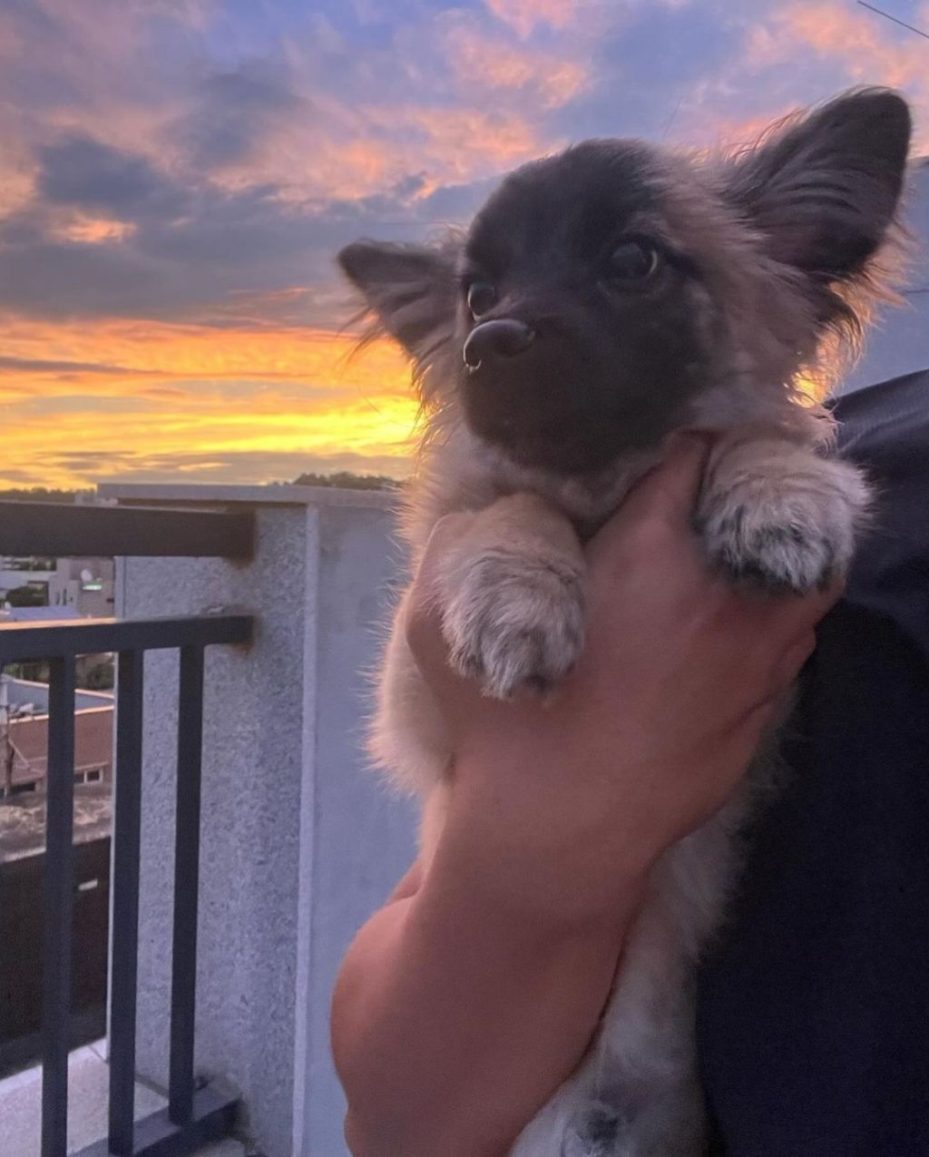 단 며칠만에 인스타 27만 팔로워 찍은 강아지 못생긴 노을이 | 인스티즈