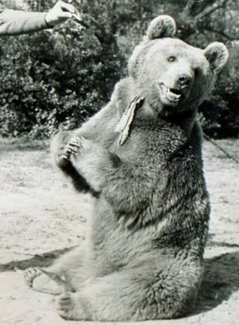 나치에 맞선 폴란드의 전쟁영웅 보이텍 하사 | 인스티즈