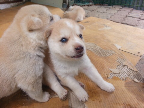 진도스키 및 오리 및 닭들 | 인스티즈