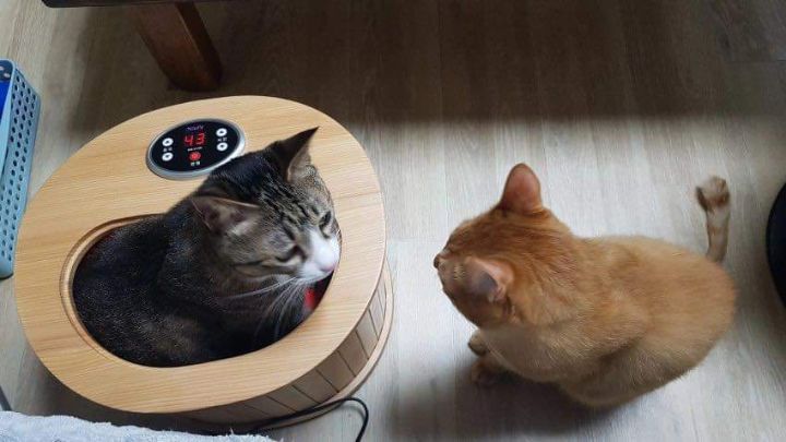 고양이 찜질방 | 인스티즈