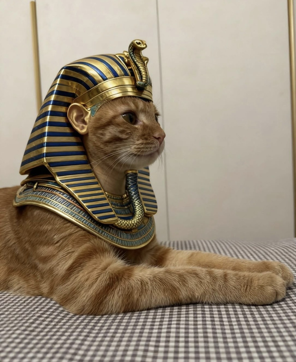 킹냥이 | 인스티즈