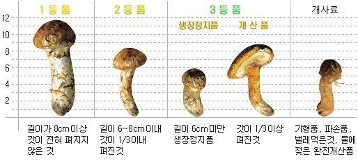 송이버섯 레전드 ㄷㄷㄷ.JPG | 인스티즈