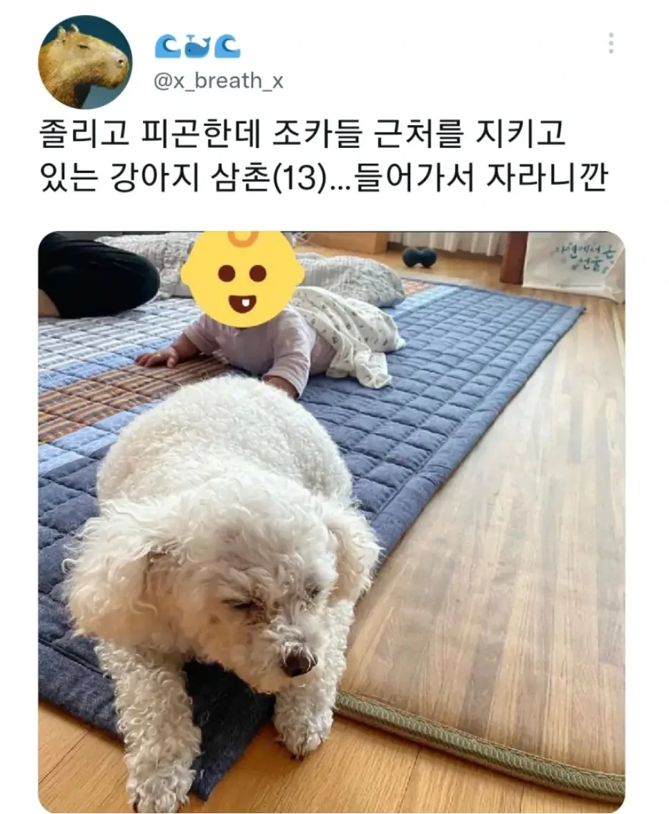 명절 주인보다 먼저 지친 강아지 | 인스티즈