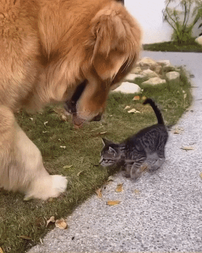 새끼고양이가 너무 귀여운 골댕이.gif | 인스티즈
