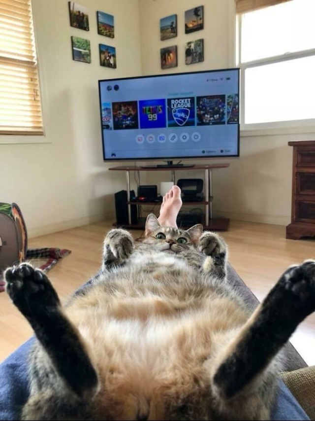 고양이 .jpg | 인스티즈