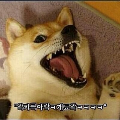 도지 이미지