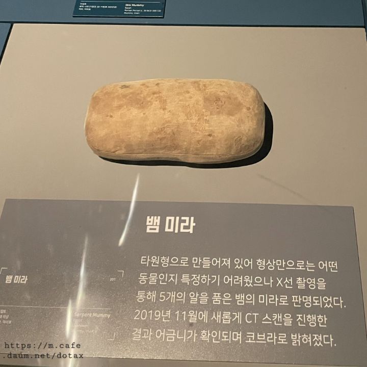 이것이 뱀의 미라 | 인스티즈