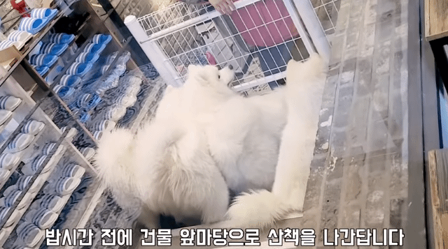 손님 맞이하는 솜뭉치들 | 인스티즈