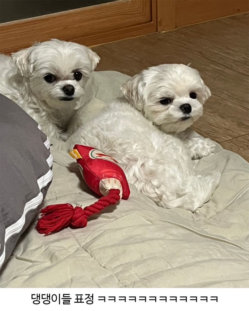 주인을 한심하게 쳐다보는 댕댕이들 | 인스티즈